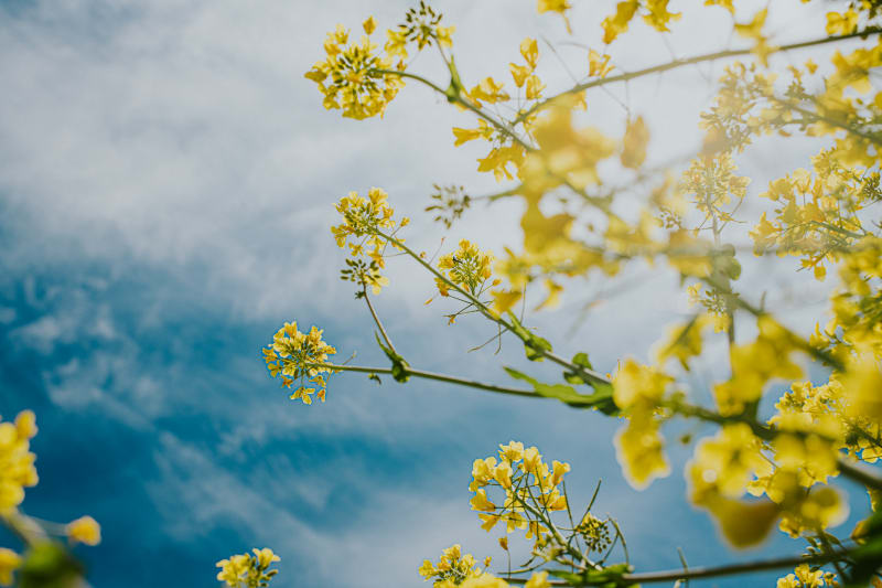 Blossoming tree with foggy background sky.